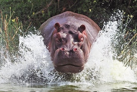 Hippo in a Katavi lagoon