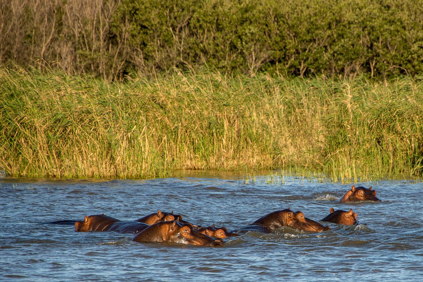 Hippos wallowing in a Tanzanian freshwater lake