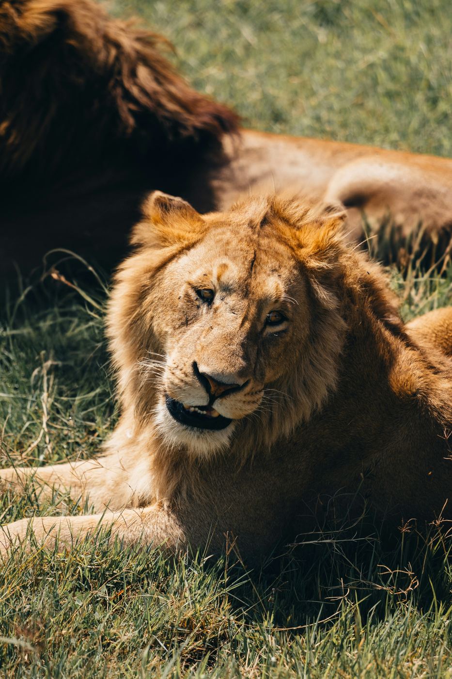Lion resting in the grass, Serengeti
