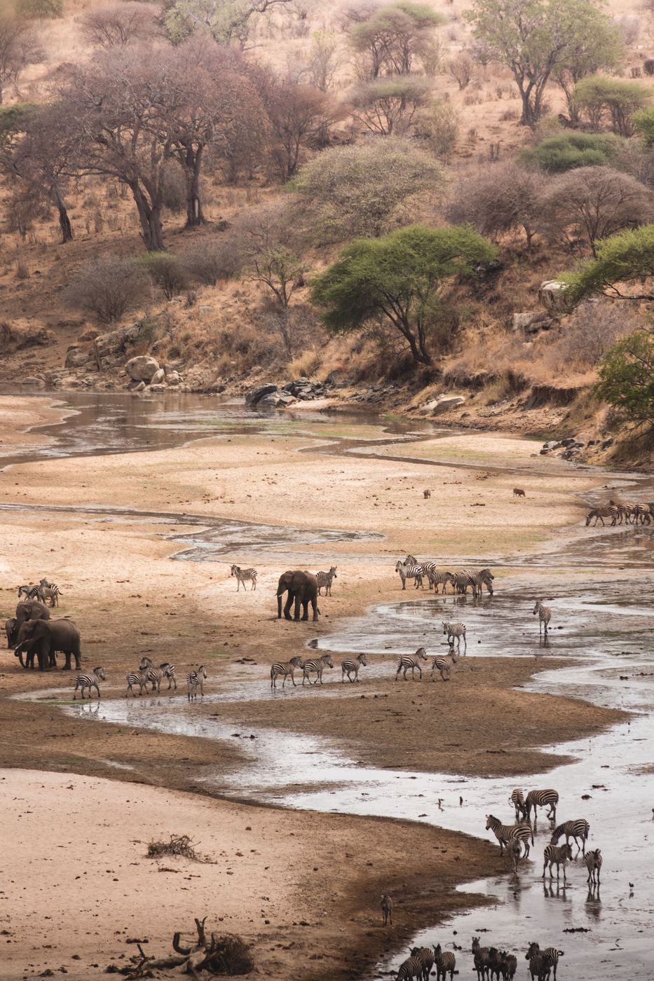 Zebras and elephants at a river on the plains during migration season